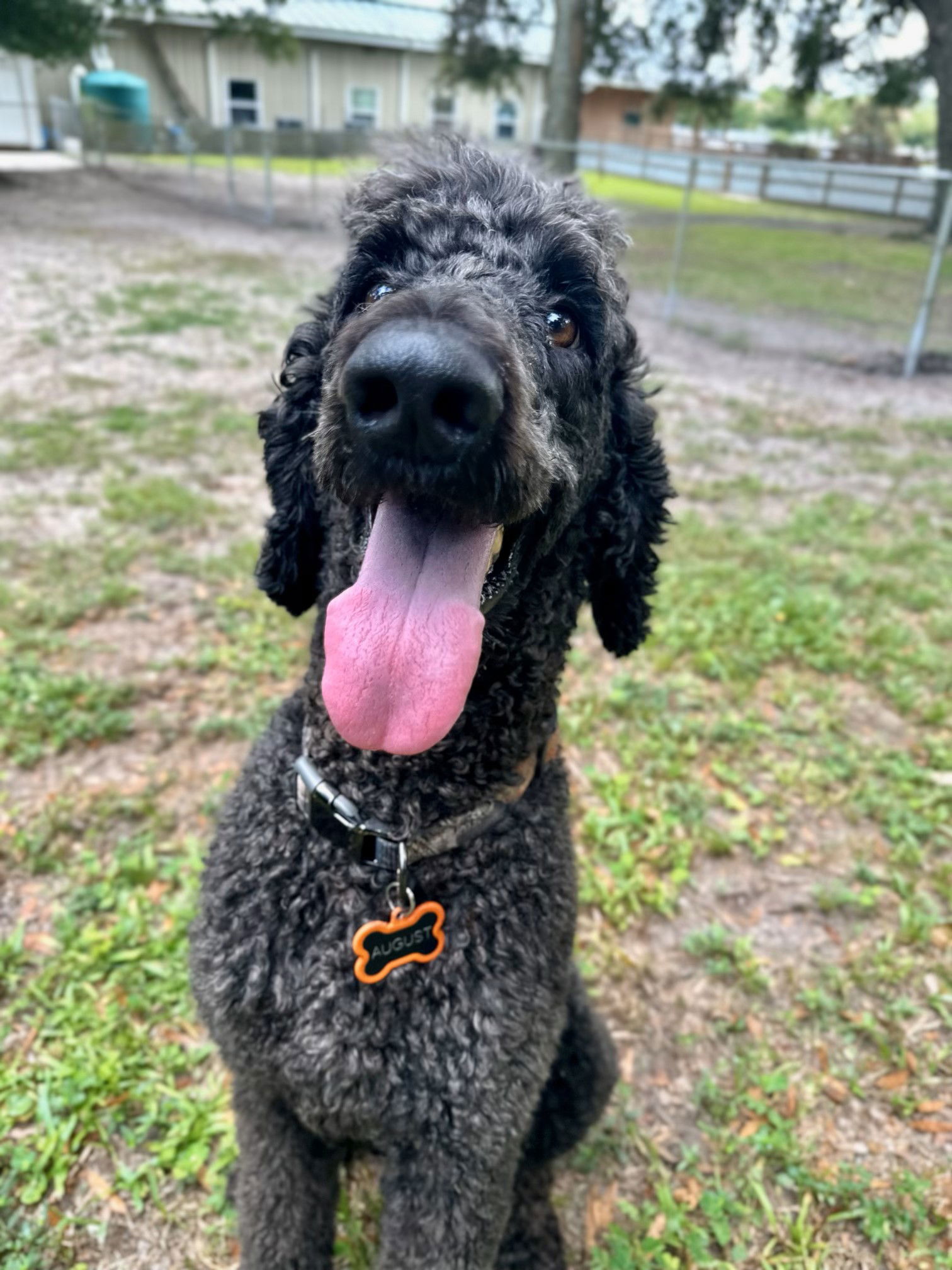 adoptable Dog in Saint Petersburg, FL named August