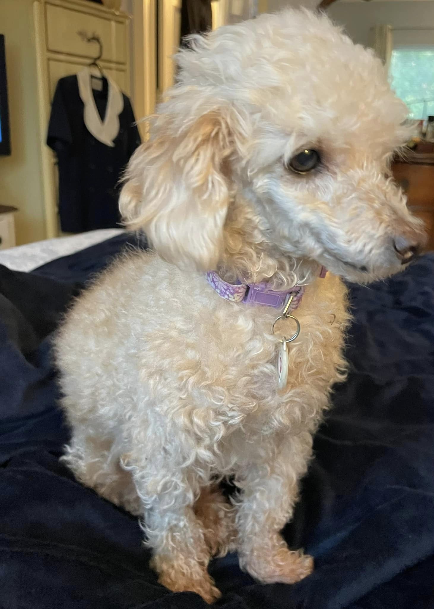Dogs Trust Poodle Rehoming Top Standard Poodles For Rehoming Clearance