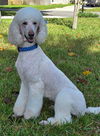 adoptable Dog in  named Lucy