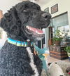 adoptable Dog in  named Phantom