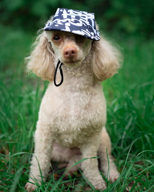Luke, an adoptable Poodle in St Petersburg, FL
