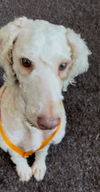 adoptable Dog in  named Emmy