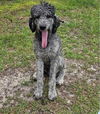 adoptable Dog in  named Omar