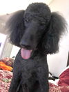 adoptable Dog in  named River