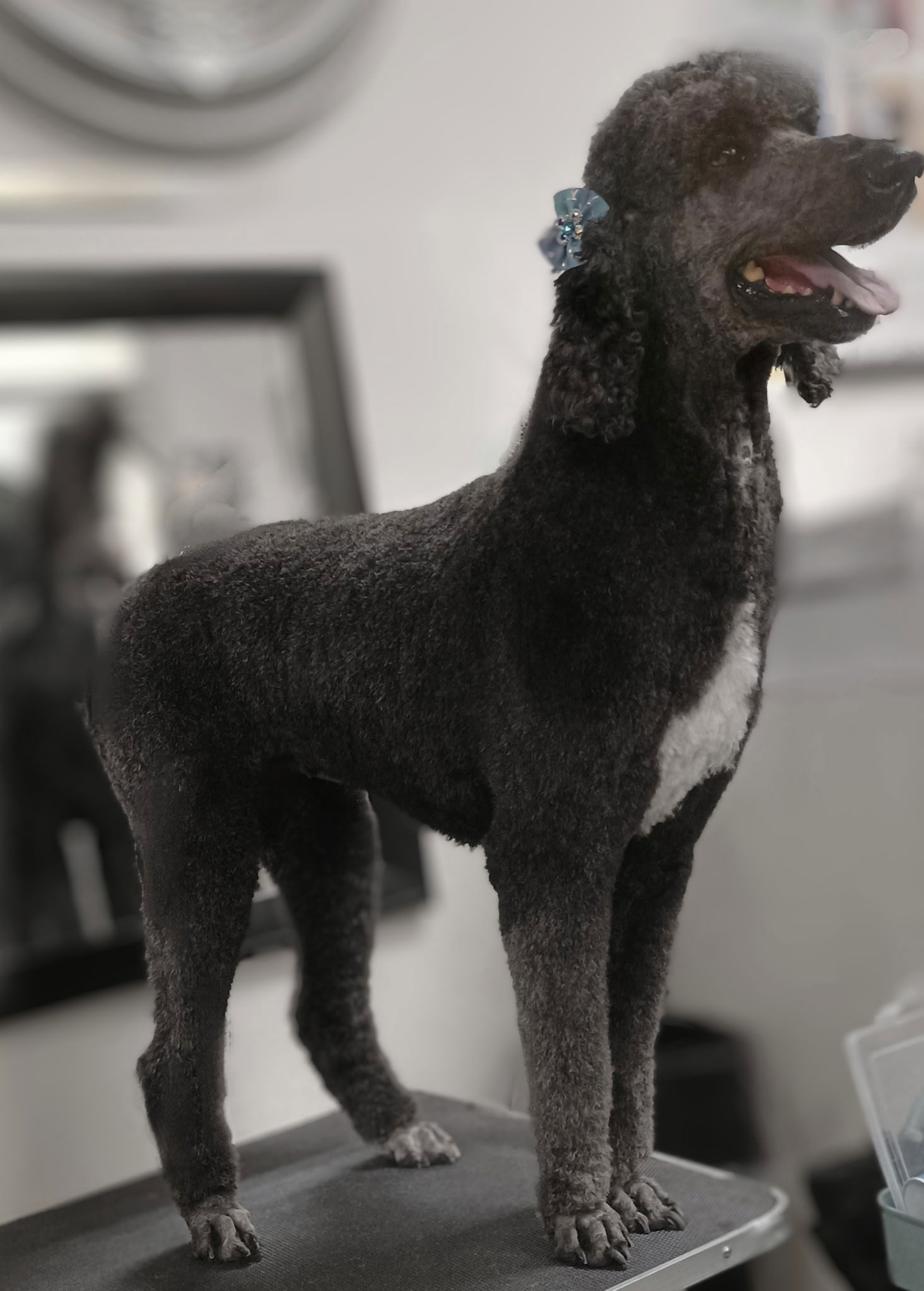 adoptable Dog in Saint Petersburg, FL named Lola