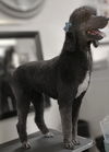 adoptable Dog in  named Lola