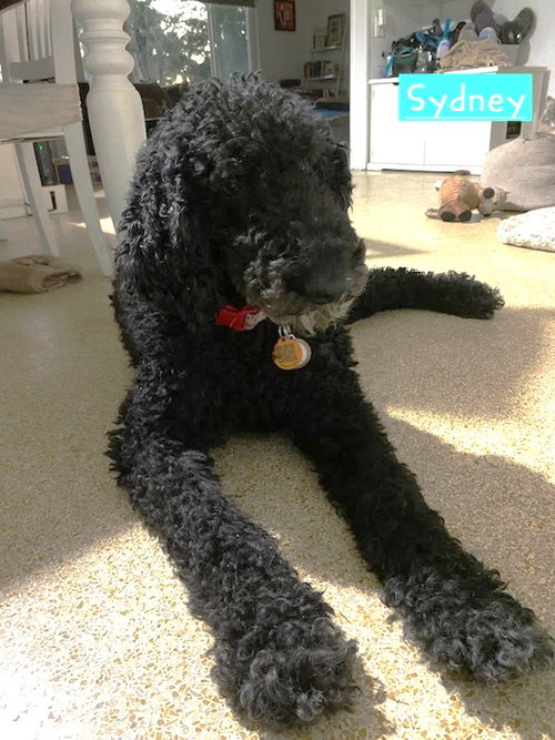 Sydney, an adoptable Poodle in St Petersburg, FL