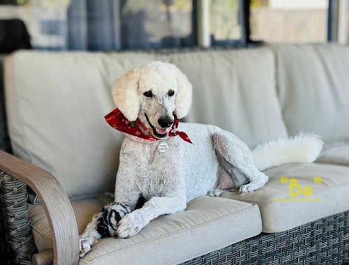Bojangles Bradenton, an adoptable Poodle in St Petersburg, FL