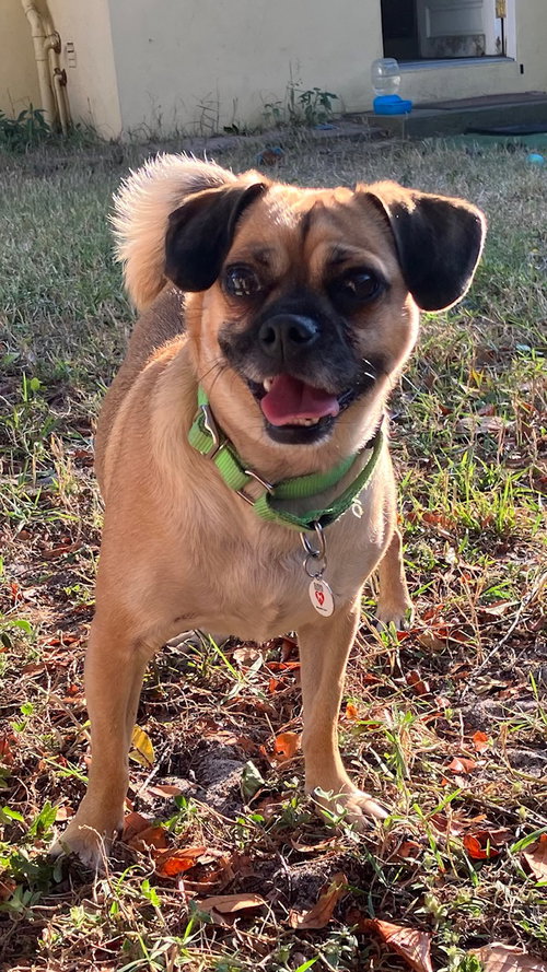 Chloe, an adoptable Pug in St Petersburg, FL