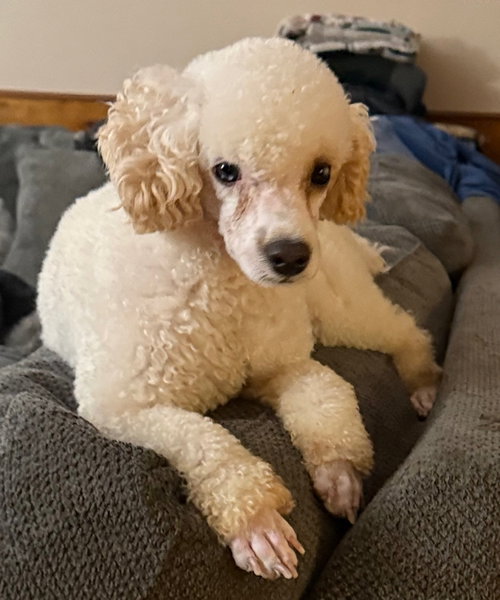 Tyler, an adoptable Poodle in St Petersburg, FL
