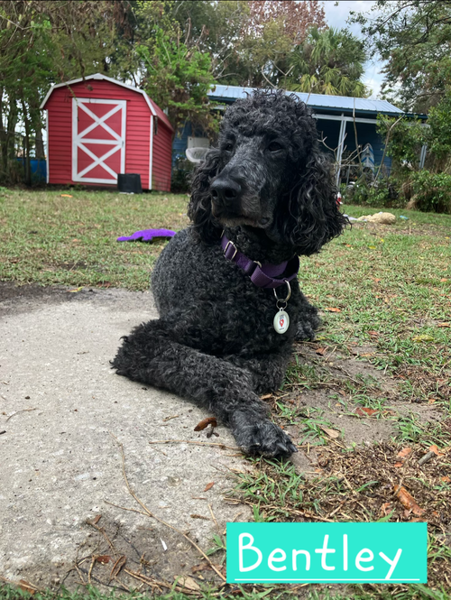 Bentley, an adoptable Poodle in St Petersburg, FL