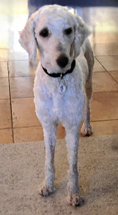 Billy, an adoptable Poodle in St Petersburg, FL