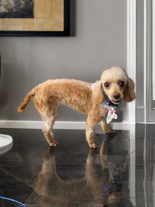 Olivia, an adoptable Poodle in St Petersburg, FL