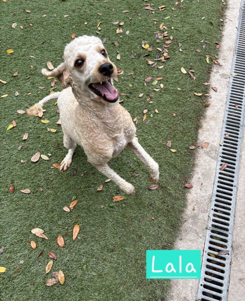 Lala, an adoptable Poodle in St Petersburg, FL
