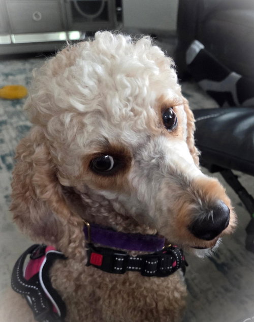 Lala, an adoptable Poodle in St Petersburg, FL