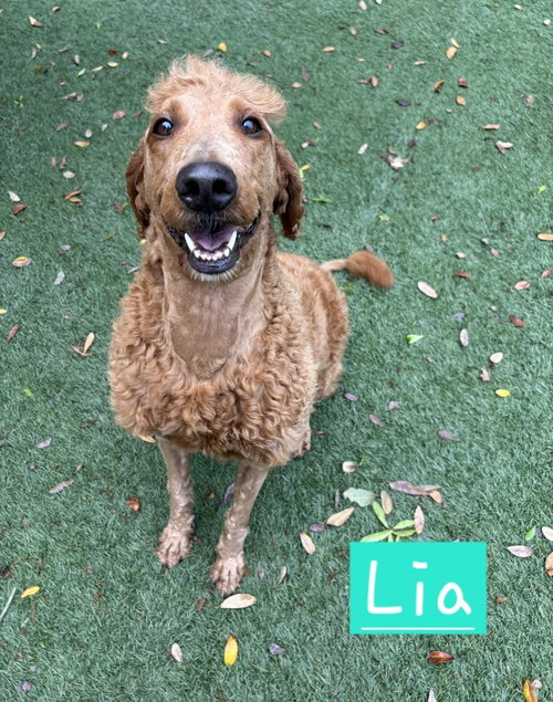 Lia, an adoptable Poodle in St Petersburg, FL