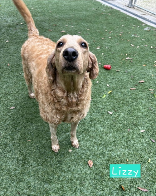 Lizzy, an adoptable Poodle in St Petersburg, FL