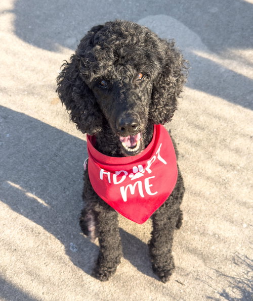 Roxie, an adoptable Poodle in St Petersburg, FL
