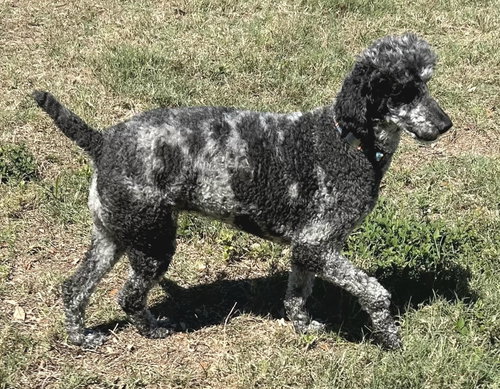Pepper, an adoptable Poodle in St Petersburg, FL
