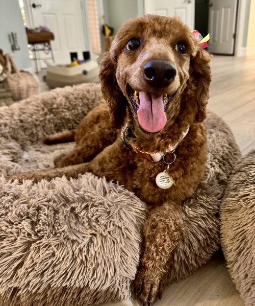Luisa, an adoptable Poodle in St Petersburg, FL