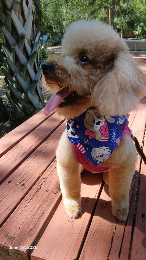 Bowser