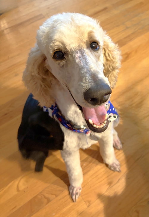 Lenny McCue, an adoptable Poodle in St Petersburg, FL