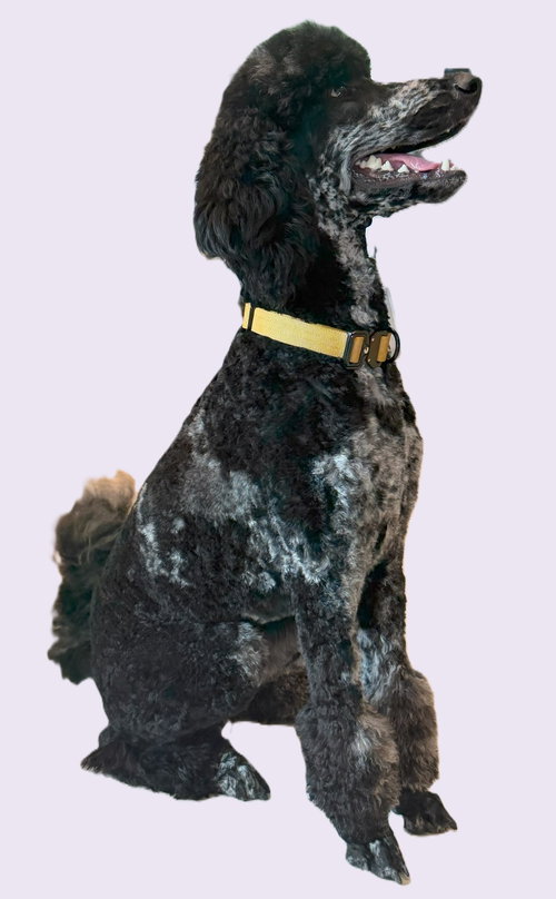Marlo, a dog for adoption from Florida Poodle Rescue