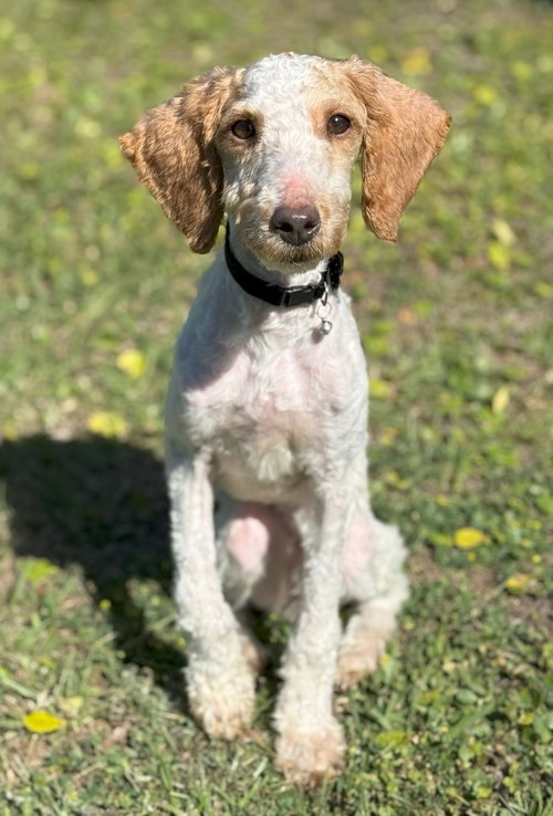Penny, an adoptable Poodle in St Petersburg, FL