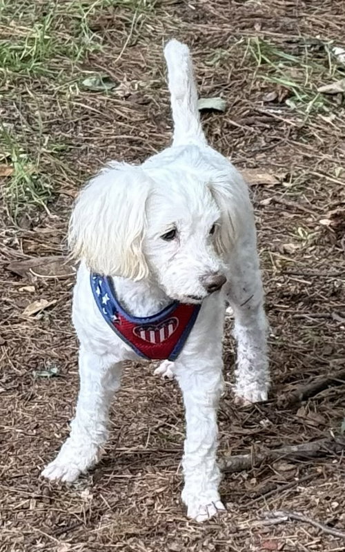 Photo 4 of Snoopy