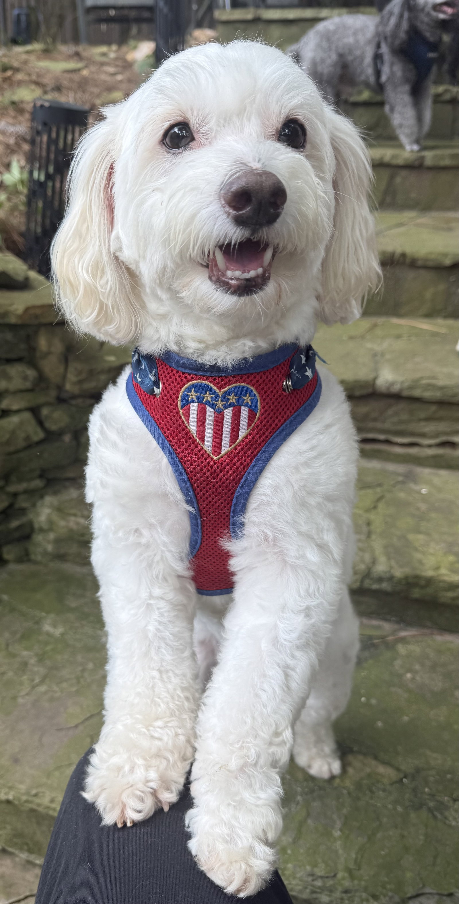 Snoopy, Poodle (Miniature)