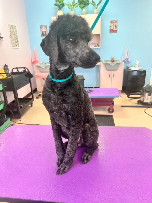 Arya, an adoptable Poodle in St Petersburg, FL
