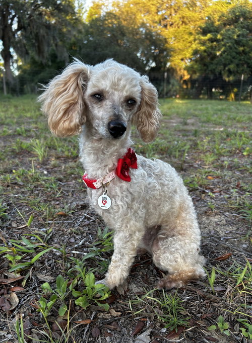 Leeda, a dog for adoption from Florida Poodle Rescue