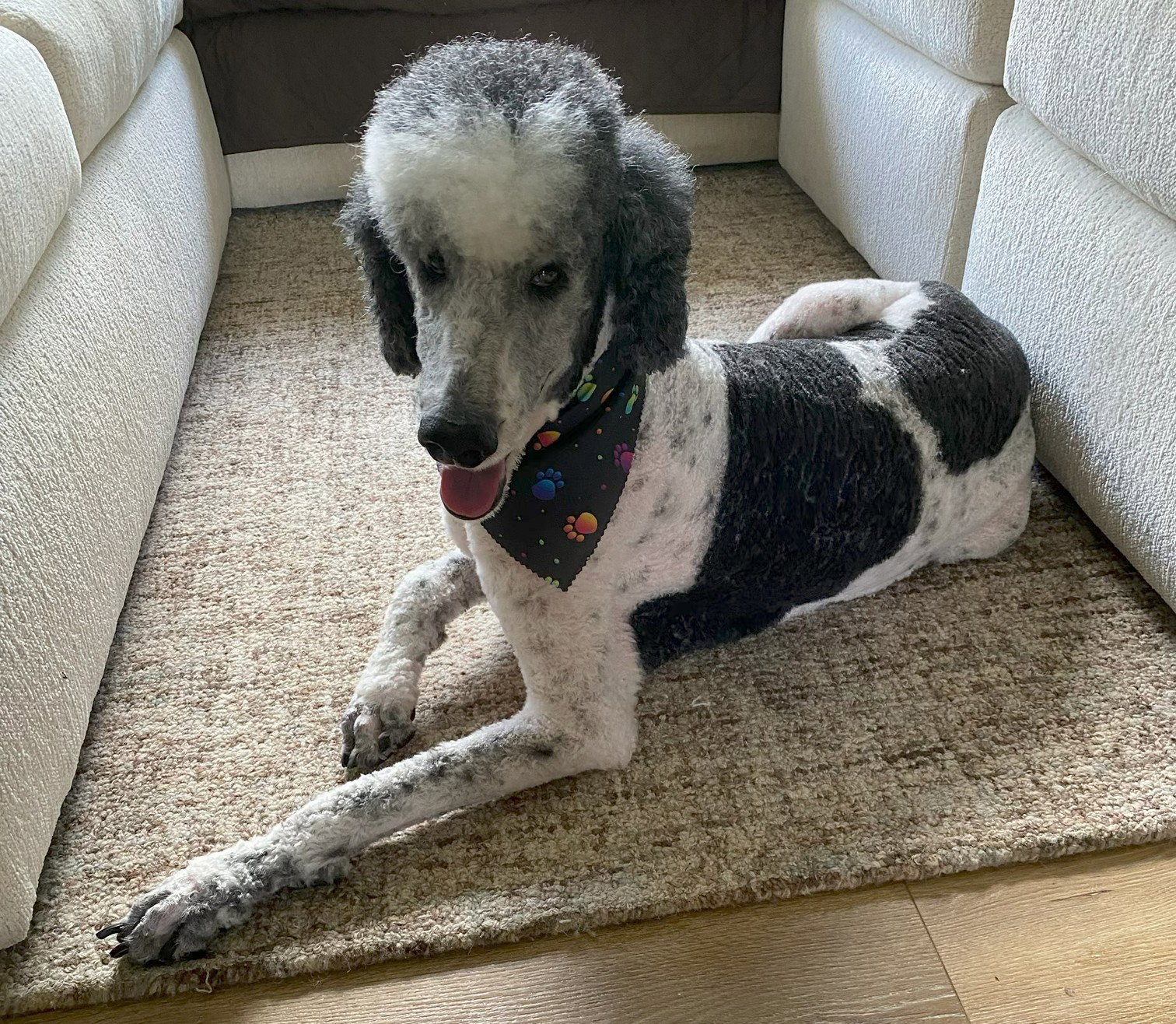 Samson, Poodle (Standard)