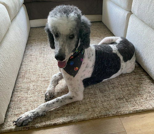 Samson, a dog for adoption from Florida Poodle Rescue