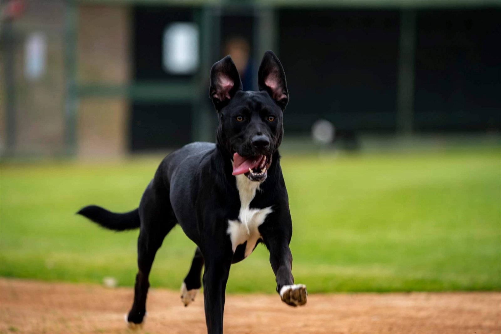 adoptable Dog in Escondido, CA named Bluebell
