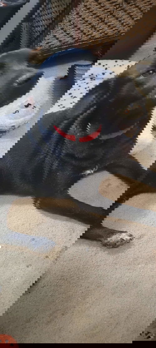 Bosco