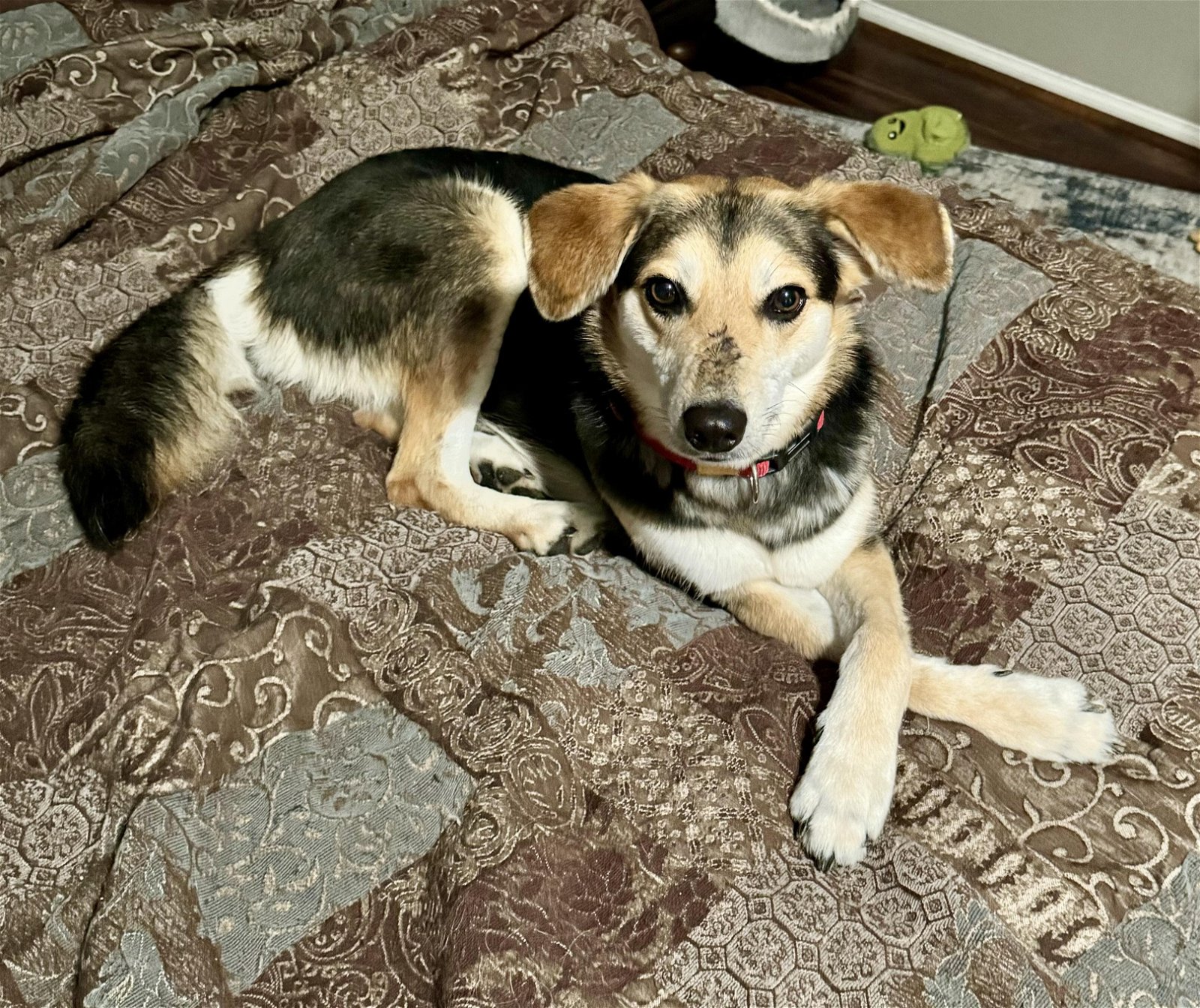 adoptable Dog in Escondido, CA named Belle