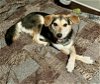 adoptable Dog in escondido, CA named Belle