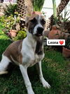 Leona