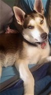 adoptable Dog in escondido, CA named Fay