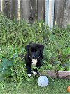 adoptable Dog in escondido, CA named Rod