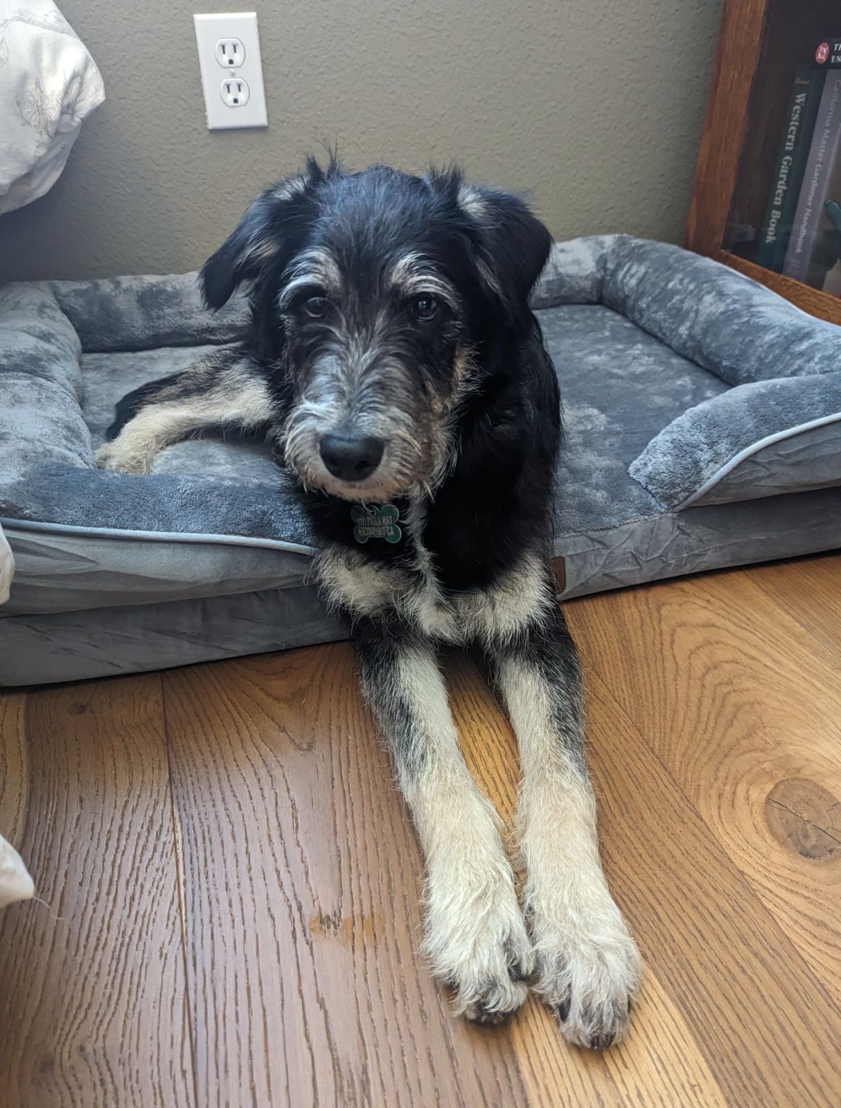adoptable Dog in Escondido, CA named Johnny Boy