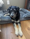 adoptable Dog in Escondido, CA named Johnny Boy