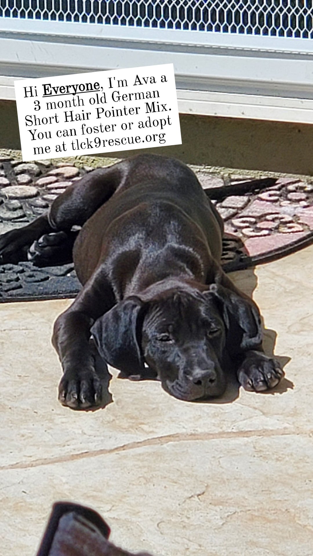 adoptable Dog in Escondido, CA named Ava