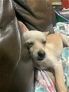 adoptable Dog in escondido, CA named Tyson