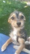 adoptable Dog in escondido, CA named Ricky