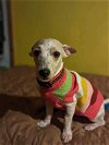 adoptable Dog in escondido, CA named Aliya