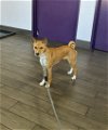 adoptable Dog in escondido, CA named Zorro