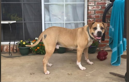 ROBBY - Boxer for adoption in Escondido