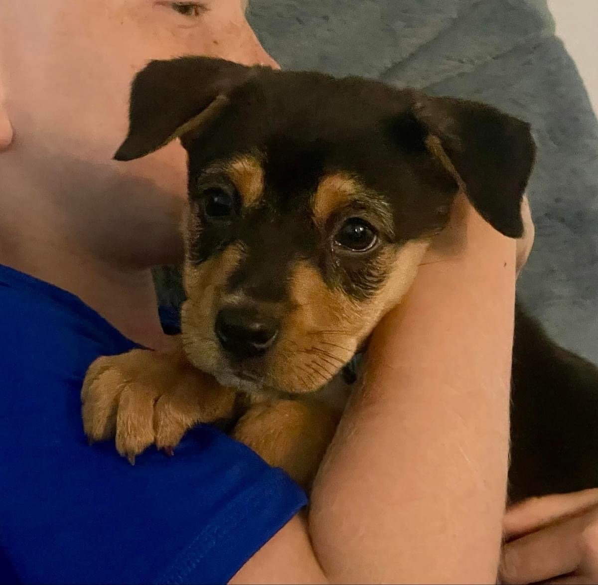 adoptable Dog in Escondido, CA named Sassy